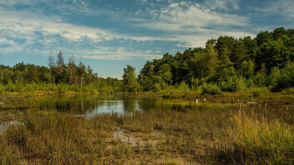 Wetland Treatment